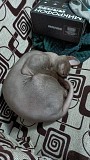 Отдадим кота Бесплатно Алматы