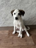 Отдам щенка в добрые руки Алматы