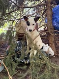 Отдам в добрые руки Алматы