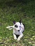 Отдам в добрые руки Алматы