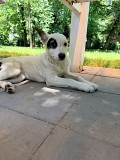 Отдам в добрые руки Алматы