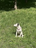 Отдам в добрые руки Алматы