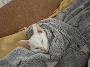 Продам котенка девочку Алматы