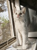 Продам котенка девочку Алматы