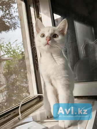 Продам котенка девочку Алматы - изображение 1