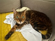 Отдаются пушистики в добрые руки Астана