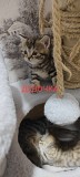 Продам шотландских котят Астана