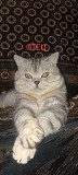 Продам шотландских котят Астана