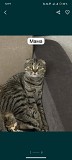 Продам шотландских котят Астана
