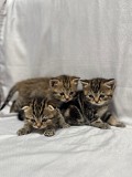 Продам шотландских котят Астана