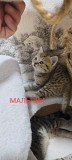 Продам шотландских котят Астана