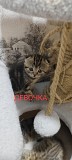 Продам шотландских котят Астана