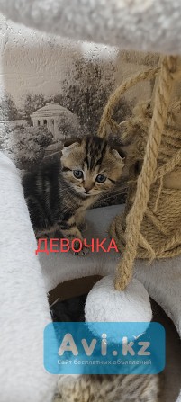 Продам шотландских котят Астана - изображение 1