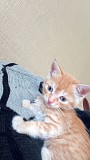 Умненькие, симпатичные котята ждут своих хозяев Алматы