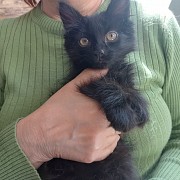 Умненькие, симпатичные котята ждут своих хозяев Алматы