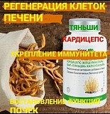 Кордицепс Тяньши Астана
