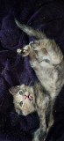 Отдам котенка в добрые руки Алматы