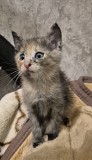 Отдам котенка в добрые руки Алматы