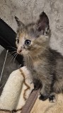 Отдам котенка в добрые руки Алматы
