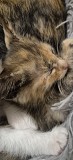 Отдам котенка в добрые руки Алматы