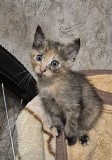 Отдам котенка в добрые руки Алматы