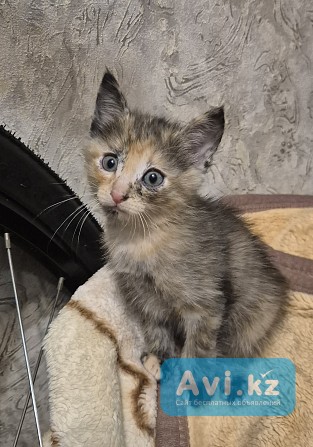 Отдам котенка в добрые руки Алматы - изображение 1