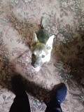 Отдам в хорошие руки щенка Павлодар