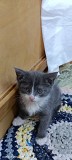 Отдам Котят в хорошие руки Боралдай (Бурундай)