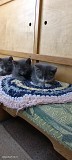 Отдам Котят в хорошие руки Боралдай (Бурундай)