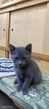 Отдам Котят в хорошие руки Боралдай (Бурундай)