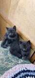 Отдам Котят в хорошие руки Боралдай (Бурундай)