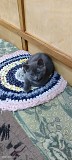Отдам Котят в хорошие руки Боралдай (Бурундай)