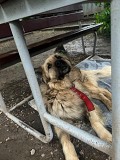 Пойдём домой Алматы