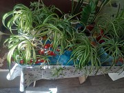 Продам комнатные растения Усть-Каменогорск