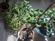 Продам комнатные растения Усть-Каменогорск