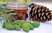 Сосновые шишки, сосновые шишки купить в алматы Алматы