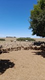К продаже 65 000 овец пород меринос и корридейл Алматы