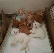 Отдам котят в добрые руки Алматы