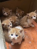 Отдам котят в добрые руки Алматы