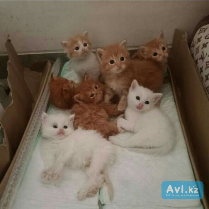 Отдам котят в добрые руки Алматы - изображение 1