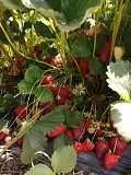 Клубника Алматы