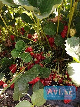 Клубника Алматы - изображение 1