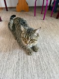 Отдам кота британский длинношерстый Павлодар