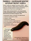 Гирудотерапия: верните себе здоровье под присмотром опытного врача Алматы
