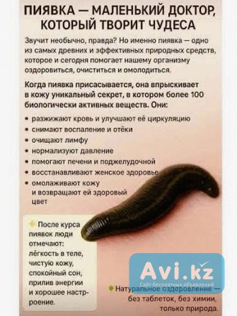 Гирудотерапия: верните себе здоровье под присмотром опытного врача Алматы - изображение 1