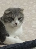 Отдам бесплатно породистую кошку Усть-Каменогорск