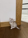 Котята Алматы