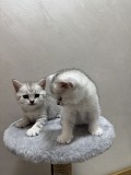 Котята Алматы
