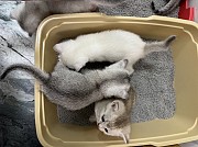 Котята Алматы