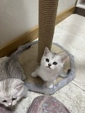 Котята Алматы